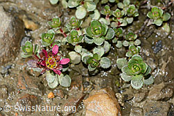 Saxifraga biflora (C342778)
