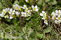 Alpen-Gänsekresse (Arabis alpina) (C342781) Alpen-Gänsekresse (Arabis alpina) (C342781)