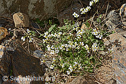 Alpen-Gänsekresse (Arabis alpina) (C342783) Alpen-Gänsekresse (Arabis alpina) (C342783)