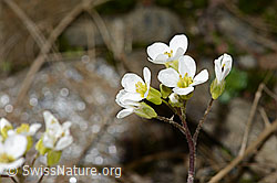 Alpen-Gänsekresse (Arabis alpina) (C342784) Alpen-Gänsekresse (Arabis alpina) (C342784)