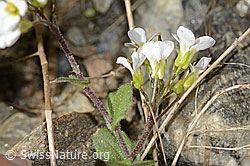 Alpen-Gänsekresse (Arabis alpina) (C342790) Alpen-Gänsekresse (Arabis alpina) (C342790)