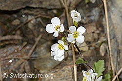 Alpen-Gänsekresse (Arabis alpina) (C342793) Alpen-Gänsekresse (Arabis alpina) (C342793)