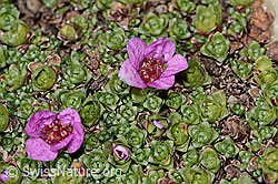 Gegenblättriger Steinbrech (Saxifraga oppositifolia) (C342810) Gegenblättriger Steinbrech (Saxifraga oppositifolia) (C342810)