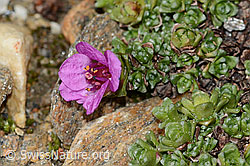 Gegenblättriger Steinbrech (Saxifraga oppositifolia) (C342811) Gegenblättriger Steinbrech (Saxifraga oppositifolia) (C342811)