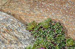 Gegenblättriger Steinbrech (Saxifraga oppositifolia) (C342812) Gegenblättriger Steinbrech (Saxifraga oppositifolia) (C342812)