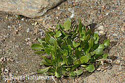 Bläuliche Gänsekresse (Arabis caerulea) (C342816) Bläuliche Gänsekresse (Arabis caerulea) (C342816)