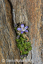 Campanula cenisia (C342818)