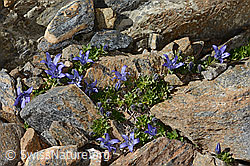 Campanula cenisia (C342832)