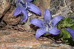 Campanula cenisia (C342836)