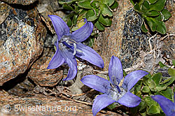 Campanula cenisia (C342837)
