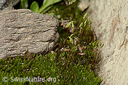 Photo: Bryum capillare