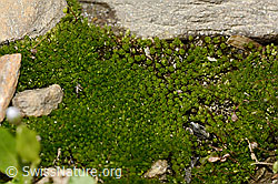 Photo: Bryum capillare