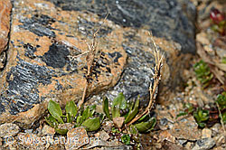 Bläuliche Gänsekresse (Arabis caerulea) (C342888) Bläuliche Gänsekresse (Arabis caerulea) (C342888)