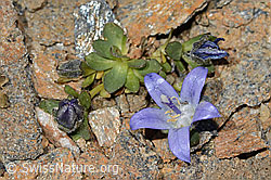 Mont Cenis-Glockenblume (Campanula cenisia) (07.2025, C342967)