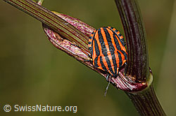 Neu in SwissNature.org: Streifenwanze (Graphosoma italicum)