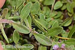 C344239: Frühblühender Thymian (Thymus praecox ssp. praecox)