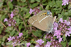 Neu in SwissNature.org: Kreuzdorn-Zipfelfalter (Satyrium spini) auf Frühblühendem Thymian (Thymus praecox ssp. praecox)