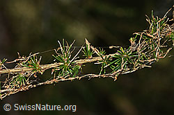 C345469: Lärchenzweig (Larix decidua) nach Befall durch Raupe des Orangegelben Breitflügelspanners (Agriopis aurantiaria)