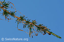 C345474: Lärchenzweig (Larix decidua) nach Befall durch Raupe des Orangegelben Breitflügelspanners (Agriopis aurantiaria)