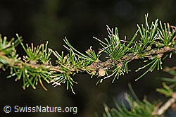 C345478: Lärchenzweig (Larix decidua) nach Befall durch Raupe des Orangegelben Breitflügelspanners (Agriopis aurantiaria)