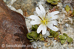 Cerastium uniflorum (C345846) Cerastium uniflorum (C345846)