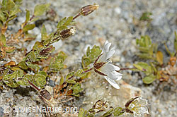 Cerastium uniflorum (C345849) Cerastium uniflorum (C345849)