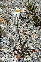 Gewöhnliche Alpenmargerite (Leucanthemopsis alpina) (C345859)