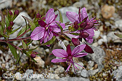 C345864: Fleischers Weidenröschen (Epilobium fleischeri)