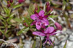 C345865: Fleischers Weidenröschen (Epilobium fleischeri)