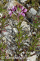 C345866: Fleischers Weidenröschen (Epilobium fleischeri)