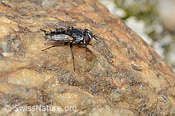 Metopia campestris (07.2025, C345879)