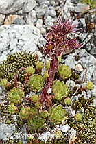 Sempervivum montanum (C345882)
