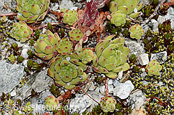 Sempervivum montanum (C345883)