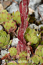 Sempervivum montanum (C345884)