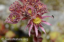 Sempervivum montanum (C345887)