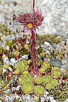 Sempervivum montanum (07.2025, C345892)