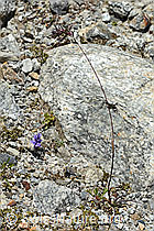 Poa alpina (C345894)