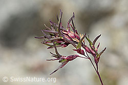 Poa alpina (07.2025, C345895)