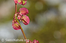 C345934: Schildblättriger Ampfer (Rumex scutatus)