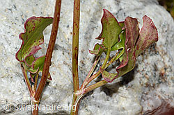 C345936: Schildblättriger Ampfer (Rumex scutatus)