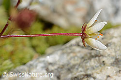 Saxifraga bryoides (C345957) Saxifraga bryoides (C345957)