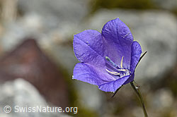 Campanula scheuchzeri (C345969)