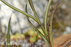 Campanula scheuchzeri (C345971)