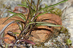 Campanula scheuchzeri (C345972)