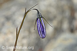 Campanula scheuchzeri (C345973)