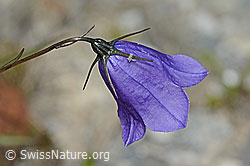Campanula scheuchzeri (C345976)