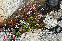 C345984: Sternblütiger Steinbrech (Saxifraga stellaris)
