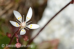 C345988: Sternblütiger Steinbrech (Saxifraga stellaris)