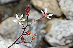 C345989: Sternblütiger Steinbrech (Saxifraga stellaris)