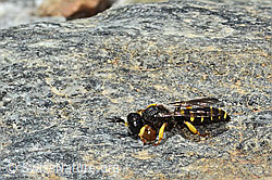 Crabro peltatus (C346016)